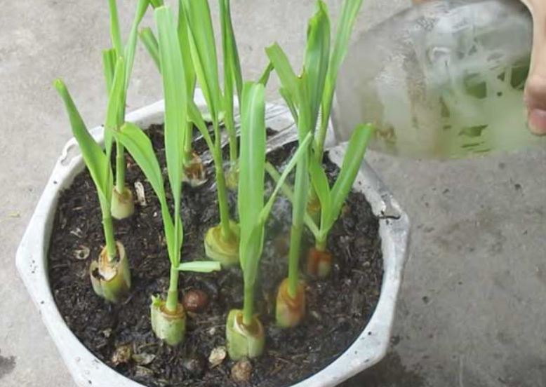 Cách trồng sả tại nhà