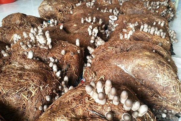 Cách trồng nấm rơm bằng mùn cưa