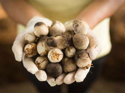 Cách trồng nấm rơm tại nhà đơn giản, năng suất cao
