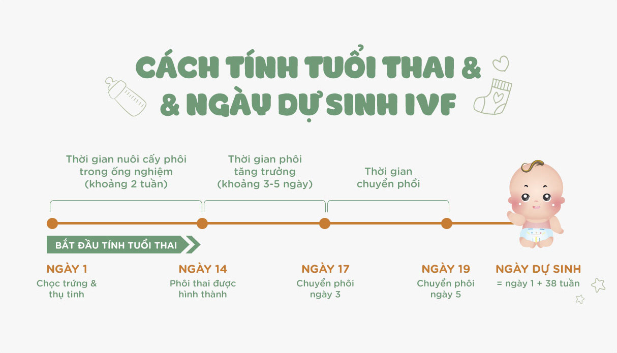 Cách tính ngày dự sinh theo ngày rụng trứng Cách tính ngày dự sinh theo ngày rụng trứng
