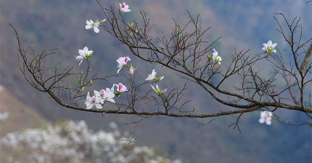 Thơ mừng sinh nhật cô gái tháng 3