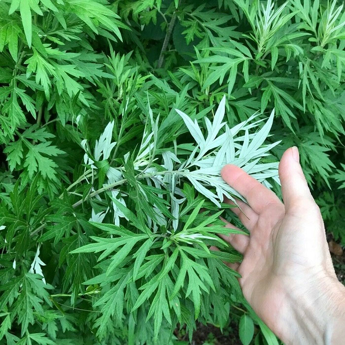 Cách trị sẹo lồi bằng ngải cứu