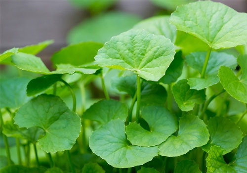 Cách trị sẹo lồi bằng rau má