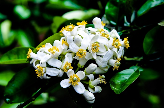 Hoa bưởi có tác dụng gì?