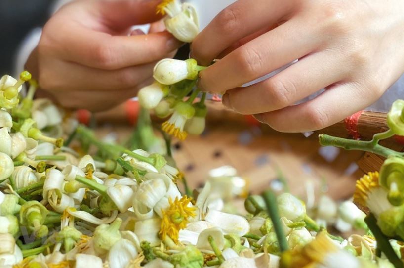 Cách ướp trà hoa bưởi