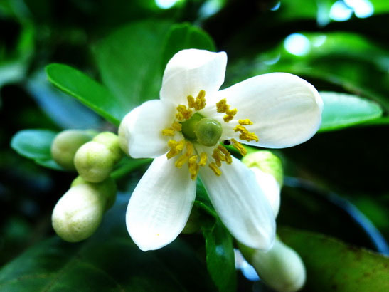 Hình ảnh hoa bưởi Hình ảnh hoa bưởi