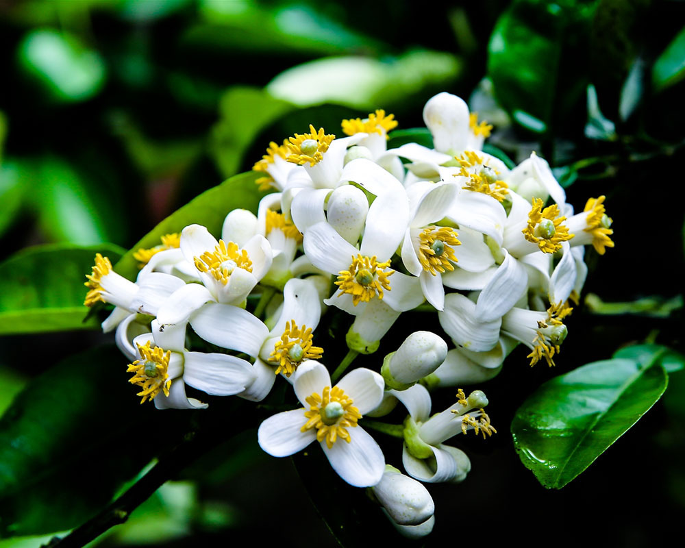 Hình ảnh hoa bưởi Hình ảnh hoa bưởi