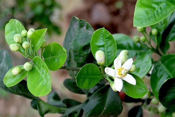 Hình ảnh hoa bưởi Hình ảnh hoa bưởi