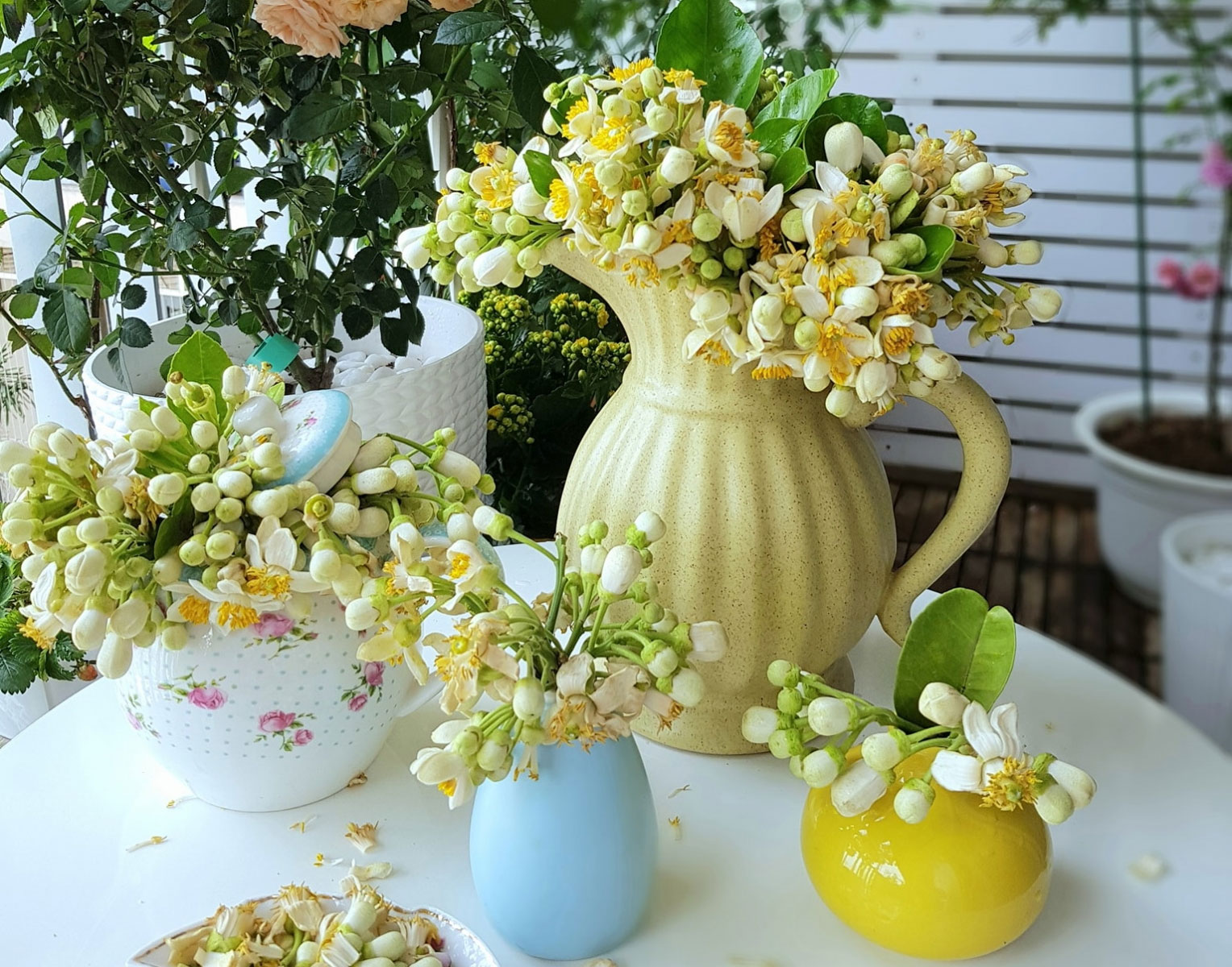 Hình ảnh hoa bưởi Hình ảnh hoa bưởi