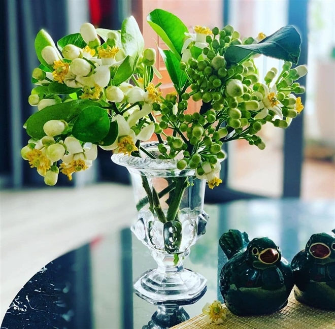 Hình ảnh hoa bưởi Hình ảnh hoa bưởi