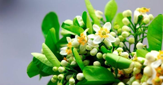 Thơ về hoa bưởi Thơ về hoa bưởi