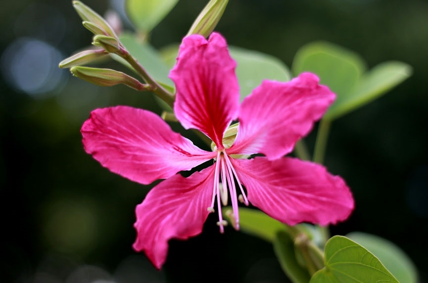 Những hình ảnh hoa ban đẹp nhất