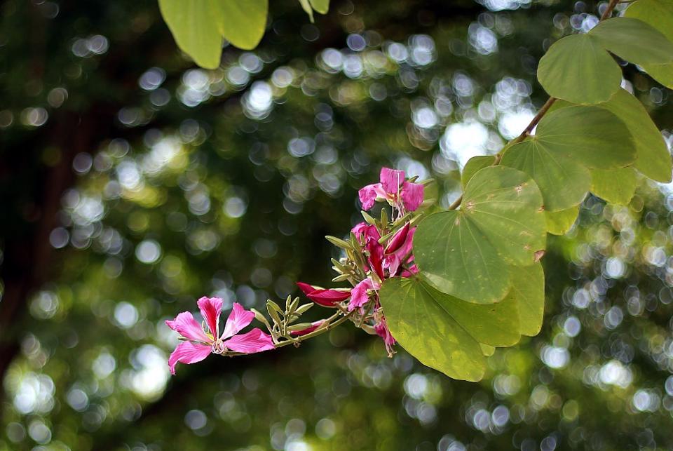 Những hình ảnh hoa ban đẹp nhất