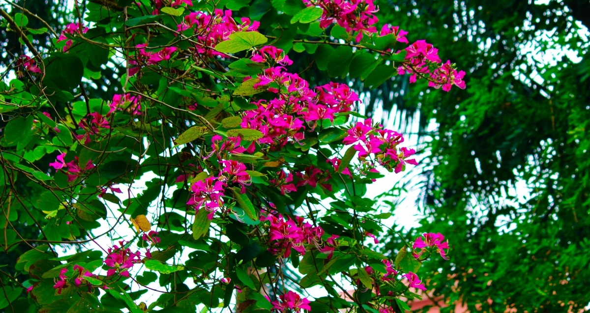 Những hình ảnh hoa ban đẹp nhất