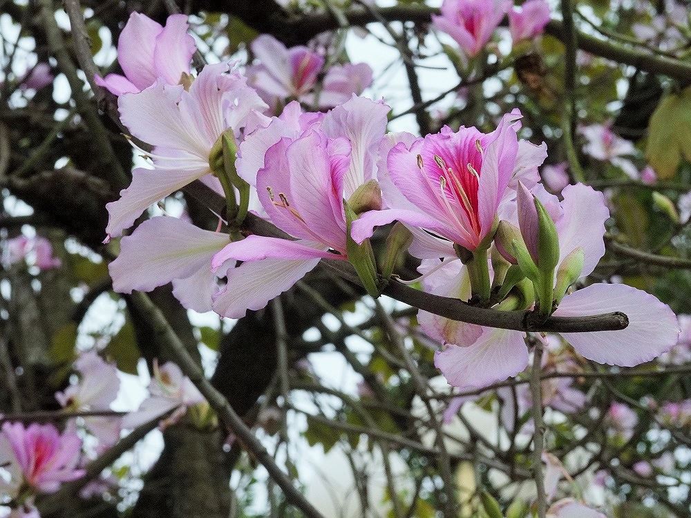 Những hình ảnh hoa ban đẹp nhất