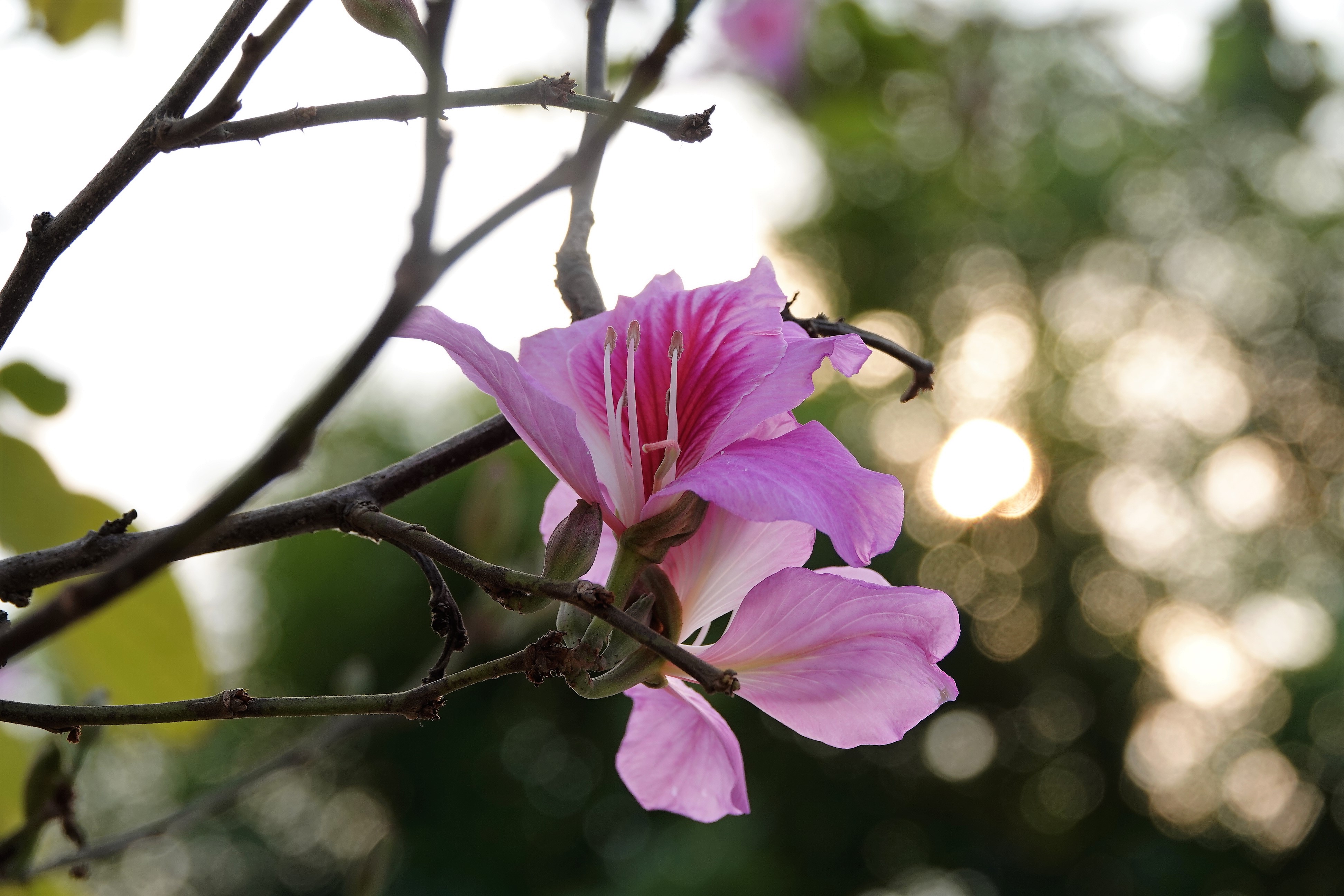 Những hình ảnh hoa ban đẹp nhất