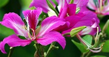 Thơ về hoa ban hay, hình ảnh hoa ban đẹp nhất