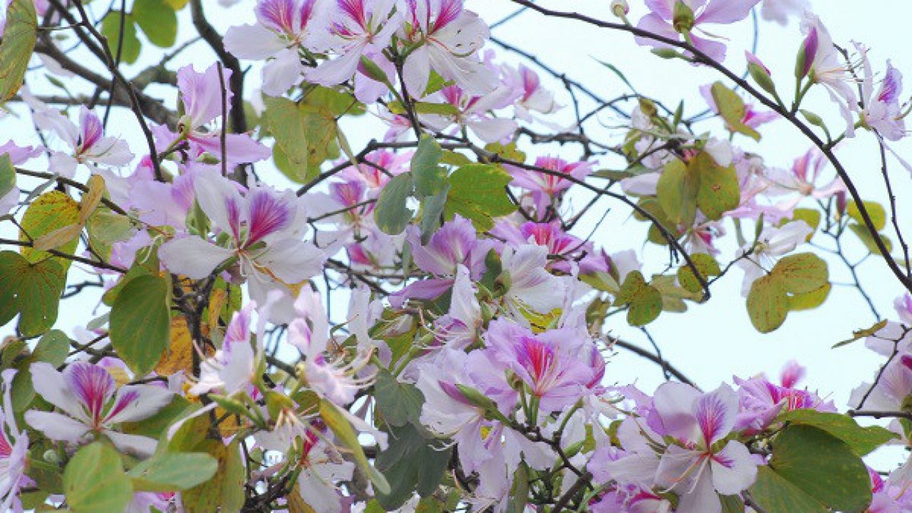 Ảnh hoa ban đẹp