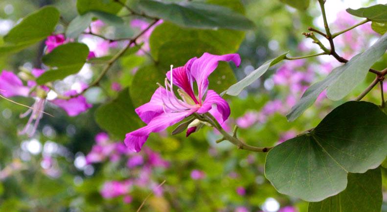 Hình ảnh hoa ban tím