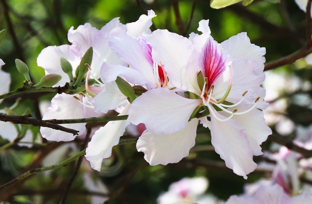 Hình ảnh hoa ban trắng