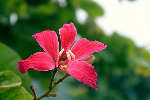 Hình ảnh hoa ban đỏ