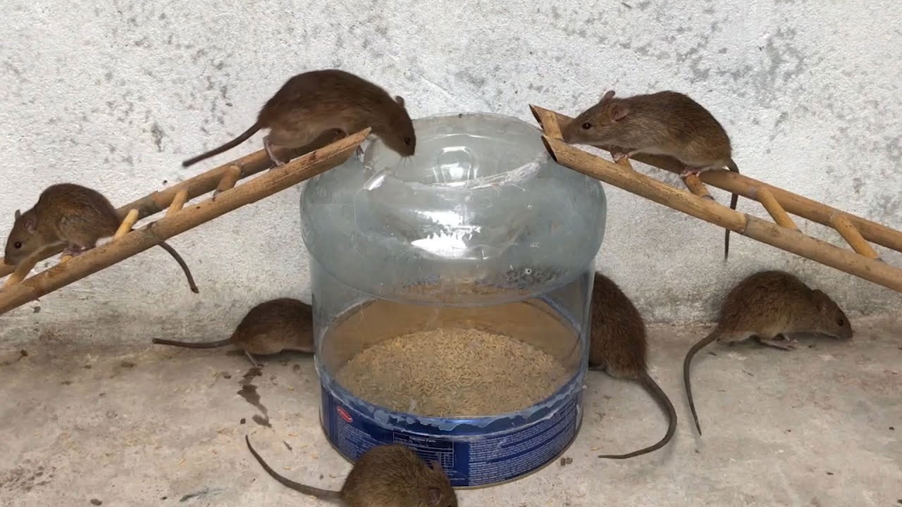 Cách bẫy chuột bằng bình nước lọc