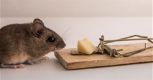 5 Cách làm bẫy chuột thông minh hiệu quả, đơn giản nhất tại nhà