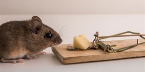 5 Cách làm bẫy chuột thông minh hiệu quả, đơn giản nhất tại nhà