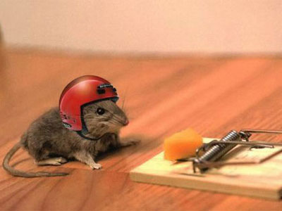 5 Cách làm bẫy chuột thông minh hiệu quả, đơn giản nhất tại nhà