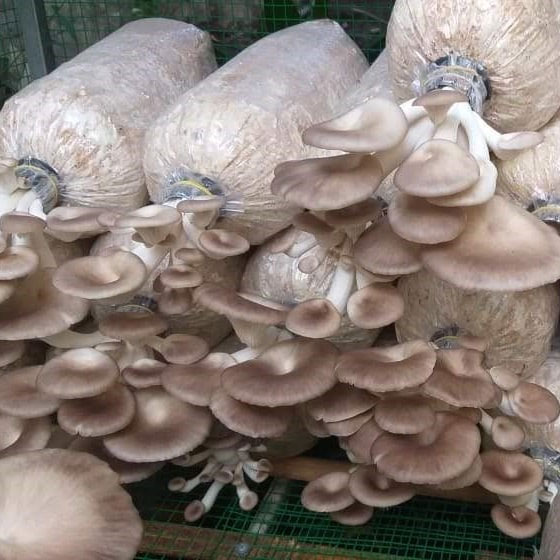 Cách trồng nấm bào ngư