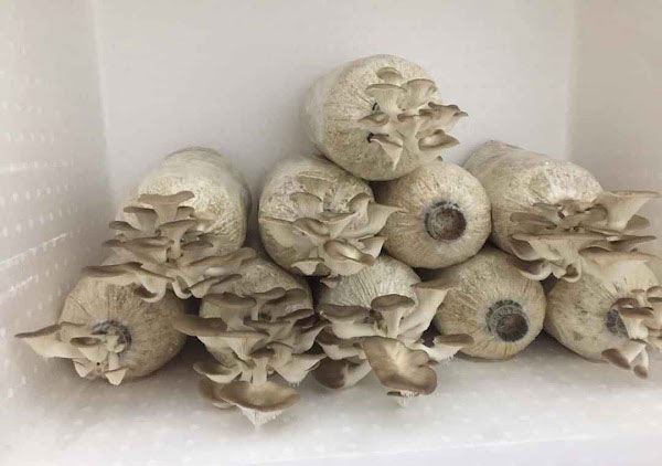 Cách trồng nấm bào ngư