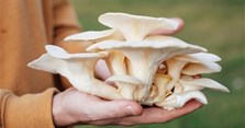 Nấm bào ngư: Tác dụng, hình ảnh, phân loại và giá bán