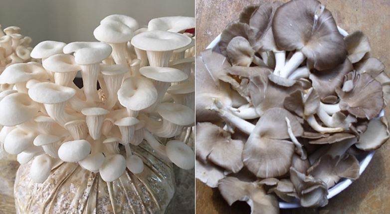 Các loại nấm bào ngư