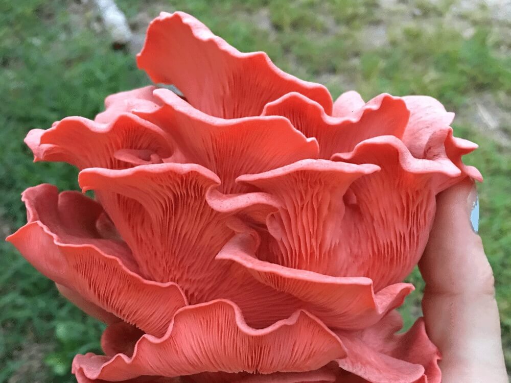 Nấm bào ngư đỏ (hồng) - Pink oyster mushroom