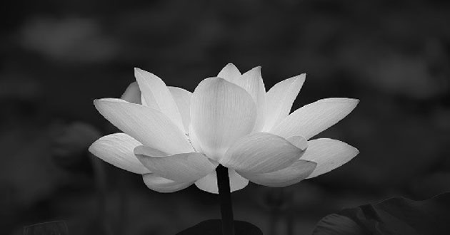 Lời cảm tạ sau đám tang Lời cảm tạ sau đám tang