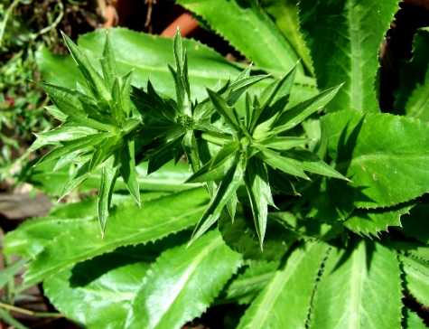 Tác dụng của rau ngò gai Tác dụng của rau ngò gai