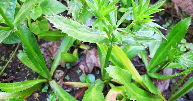 Uống nước ngò gai có tác dụng gì Uống nước ngò gai có tác dụng gì