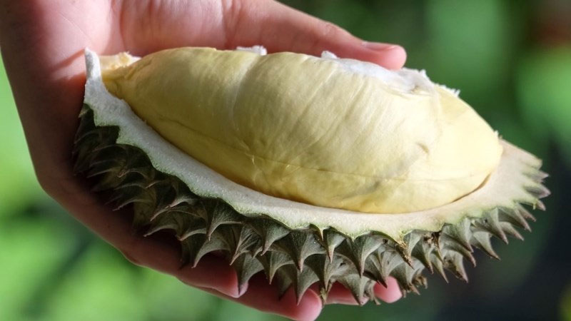 Sầu riêng chuồng bò