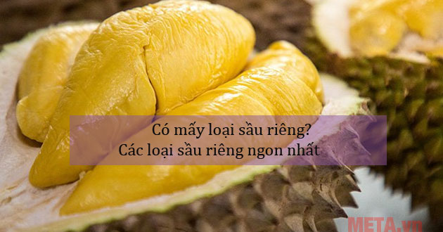 Có mấy loại sầu riêng