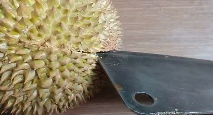 Cắt bỏ cuống sầu cho bằng để quả sầu riêng dễ đứng hơn