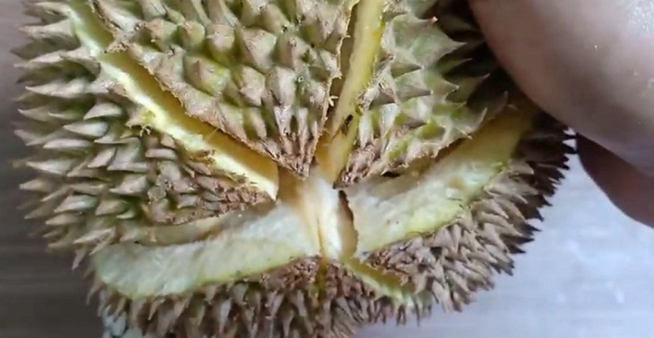 Dựng đứng quả sầu riêng lên, dùng dao cắt theo đường thẳng phân chia múi từ đỉnh xuống cuống quả
