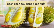 5 Cách chọn sầu riêng ngon nhất đảm bảo nhiều múi, chín đều, hạt nhỏ