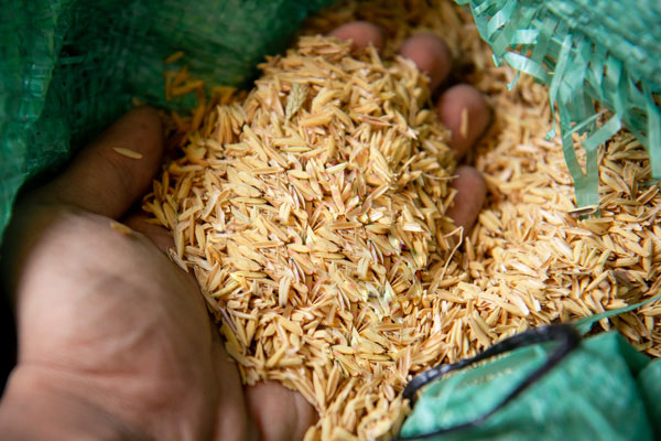 Cách làm sầu riêng nhanh chín bằng trấu Cách làm sầu riêng nhanh chín bằng trấu