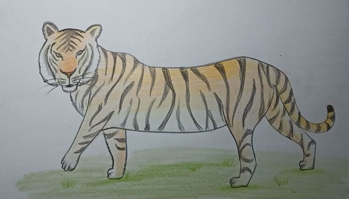 Hình vẽ con hổ