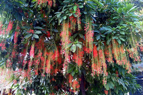 Các loại cây lộc vừng Các loại cây lộc vừng