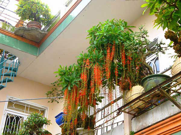 Các thế cây lộc vừng đẹp Các thế cây lộc vừng đẹp