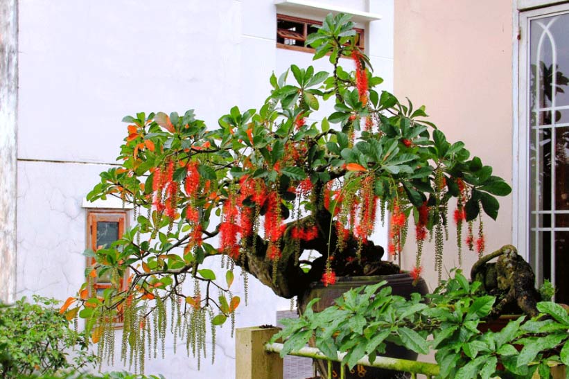 Cây lộc vừng dáng thác đổ Cây lộc vừng dáng thác đổ