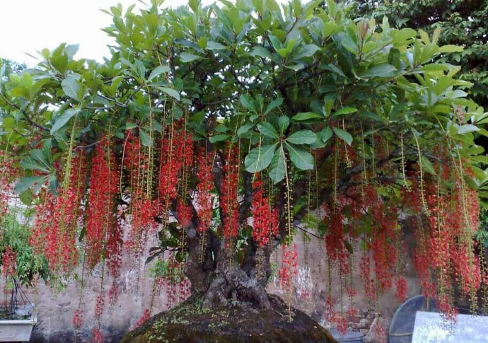 Cây lộc vừng thế ngũ thân Cây lộc vừng thế ngũ thân