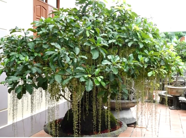 Cây lộc vừng dáng trực Cây lộc vừng dáng trực