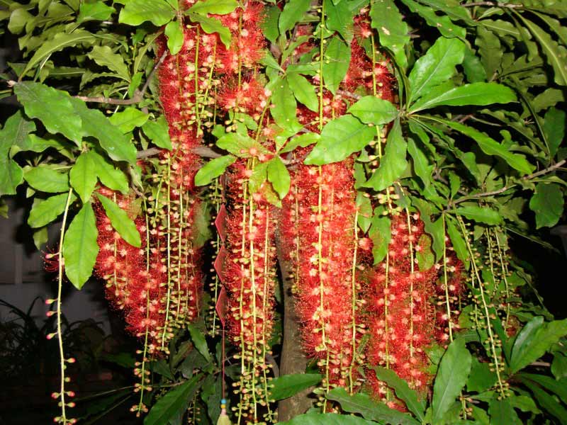 Cây lộc vừng hoa đỏ Cây lộc vừng hoa đỏ